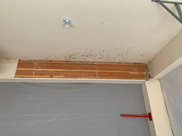 Best Mold-Related Health Consultation  in Nazareth College, NY