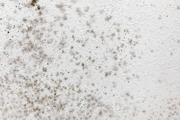 Best Comprehensive Air Testing for Mold Contaminants  in Nazareth College, NY